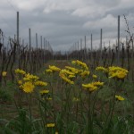 L'infinito tra i vigneti