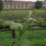 I vigneti si sono svegliati per chi passerà correndo…